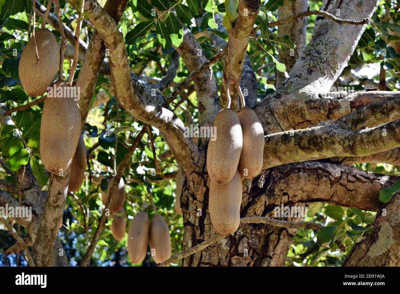 Platycerium superbum e Kigelia africana sul grande albero, verde albicocca specie felce nel parco Foto Stock