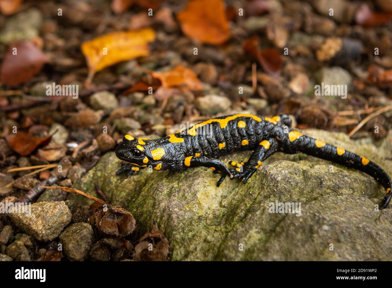 Closeup di una bella salamandra fuoco (Salamandra salamandra) nella foresta, Wachau (Austria) Foto Stock
