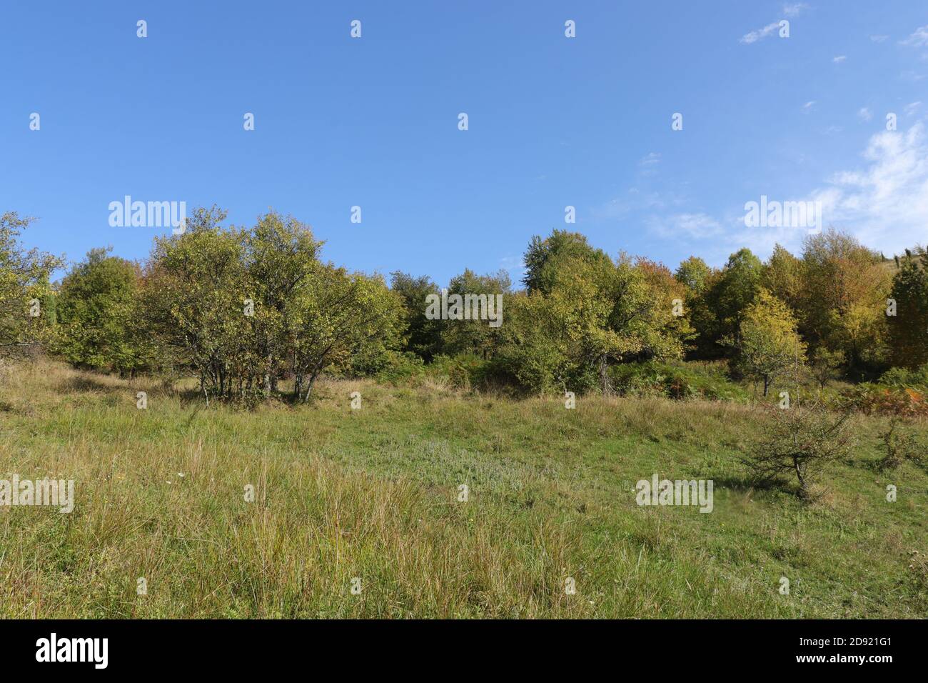 Verdi prati collinari all'inizio dell'autunno Foto Stock