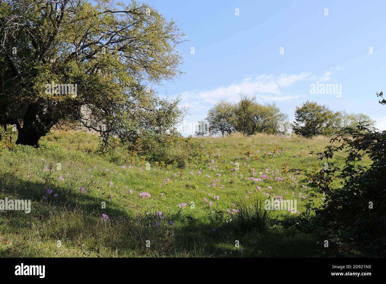 Verdi prati collinari all'inizio dell'autunno Foto Stock