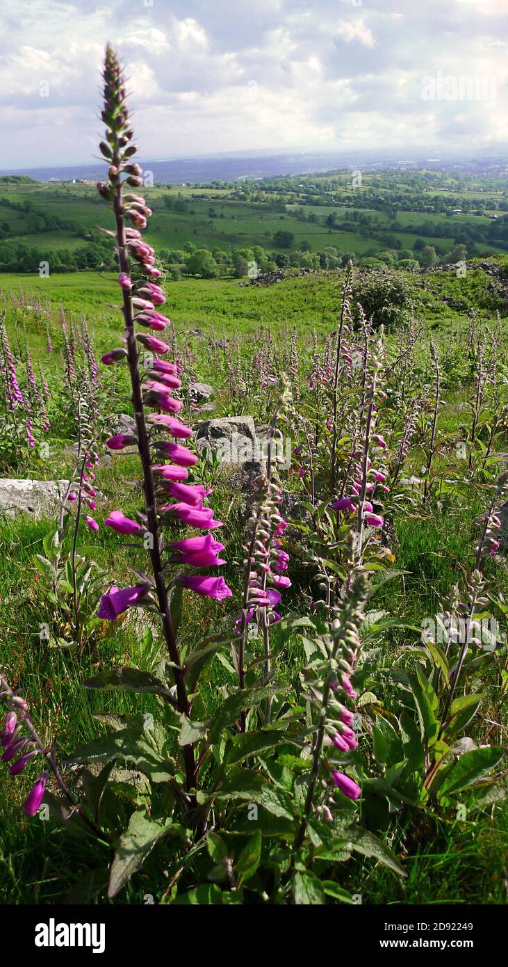 Vista Foxguants Foto Stock
