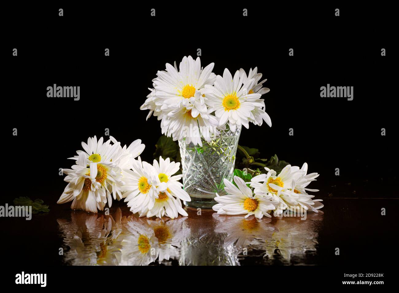 Fiori luminosi nel tardo autunno. Vita morta. Composizione di fiori bianchi in fiore di crisantemo su sfondo nero Foto Stock