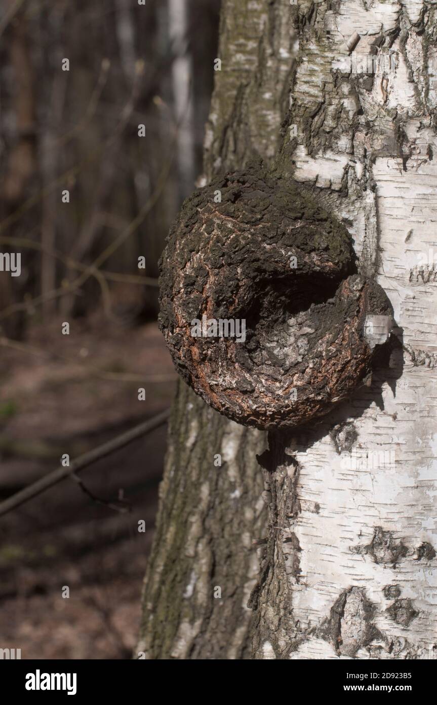 Burl su tronco di betulla, primo piano sparato Foto Stock