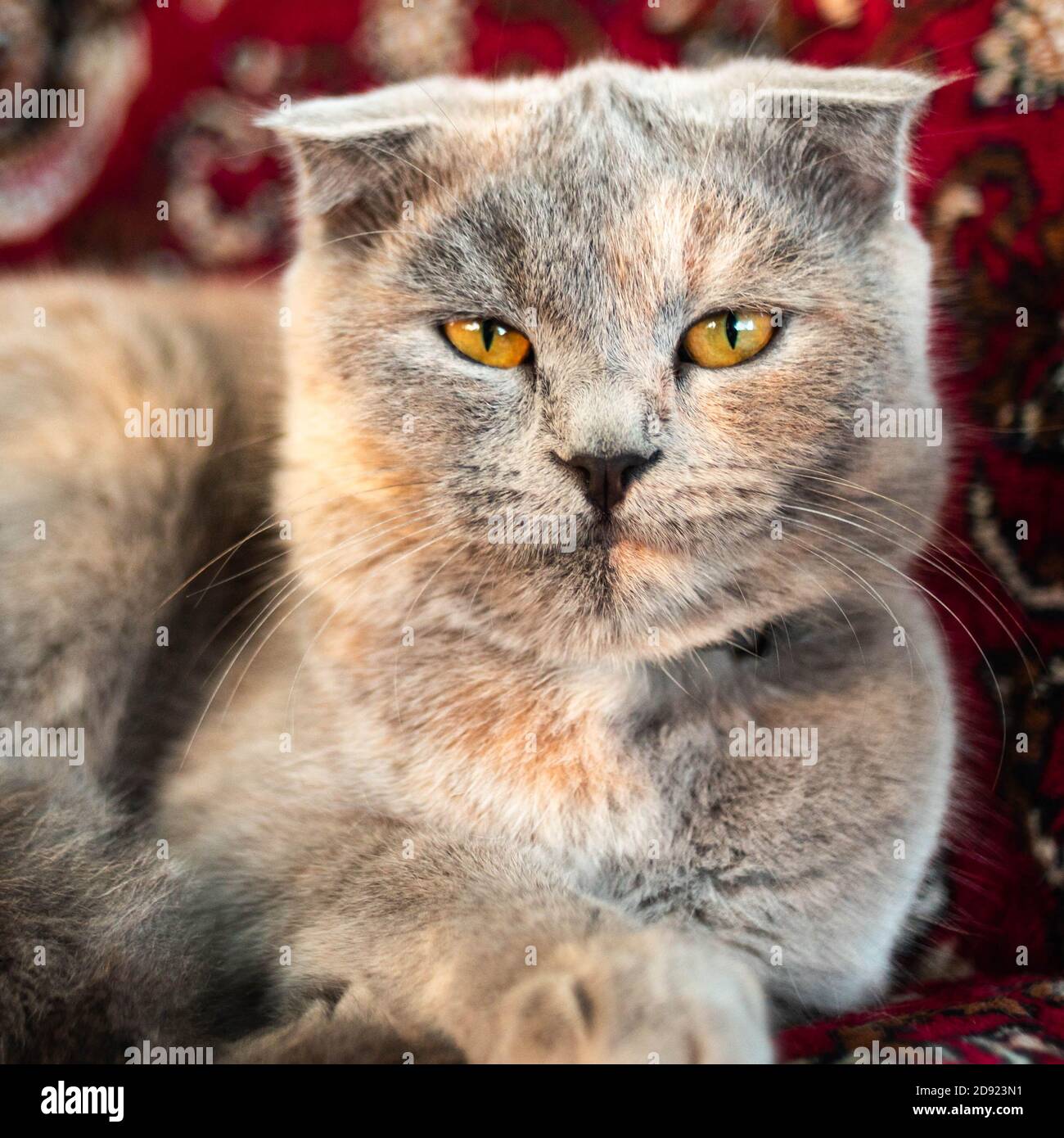 Bel ritratto di gatto britannico tartaruga riposante sul divano Foto Stock