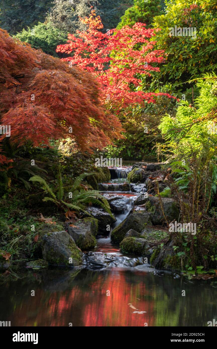 Piccola cascata e foglie autunnali ai Kubota Gardens di Seattle, Washington, USA Foto Stock
