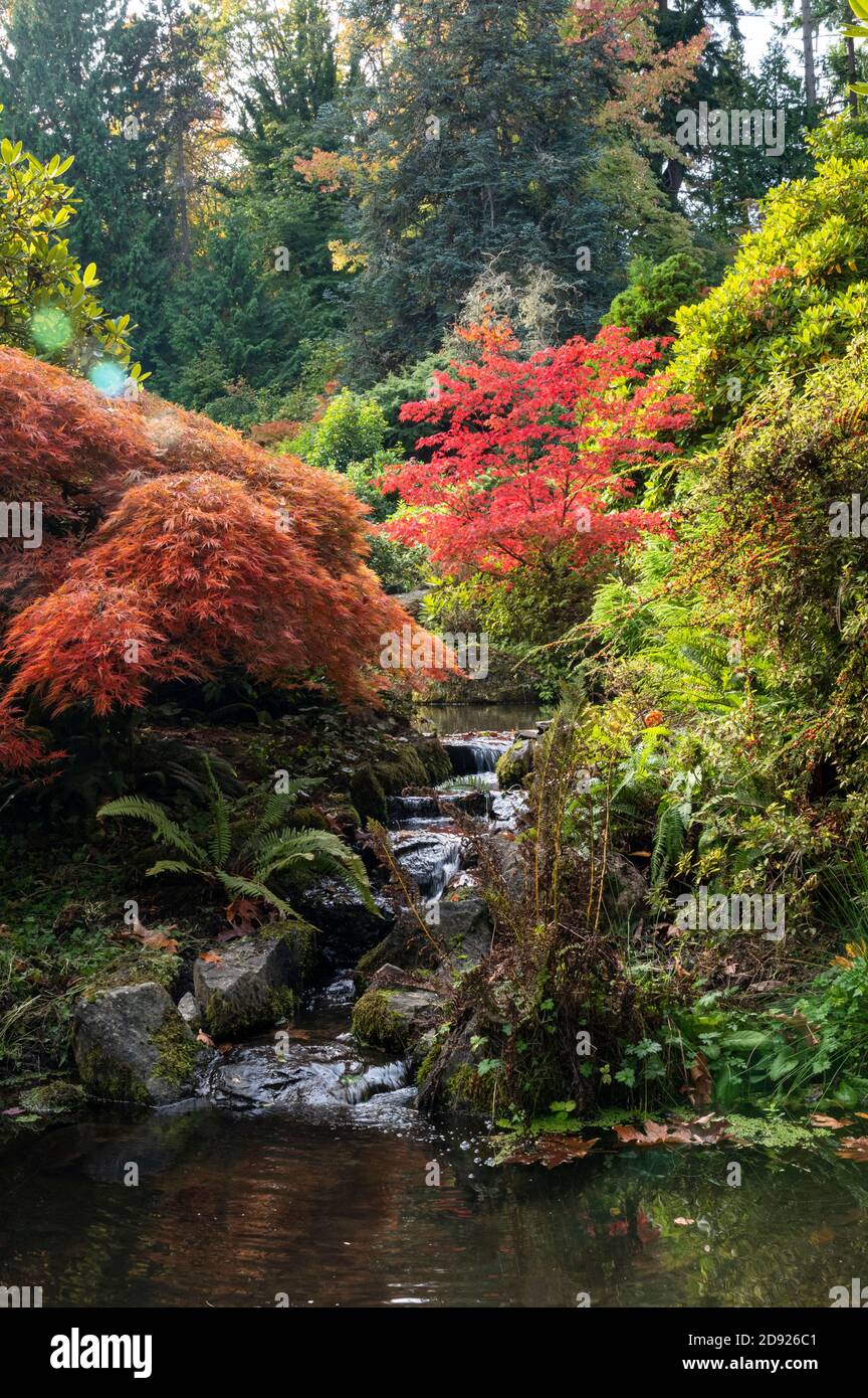 Piccola cascata e foglie autunnali ai Kubota Gardens di Seattle, Washington, USA Foto Stock