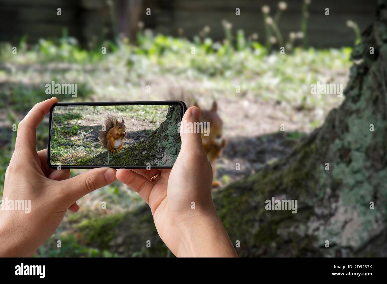 Uomo che tiene il telefono e scatta foto di rosso scoiattolo mangia nel parco Foto Stock