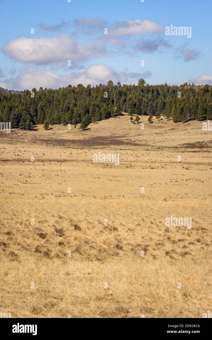 Valles Caldera National Preserve Foto Stock