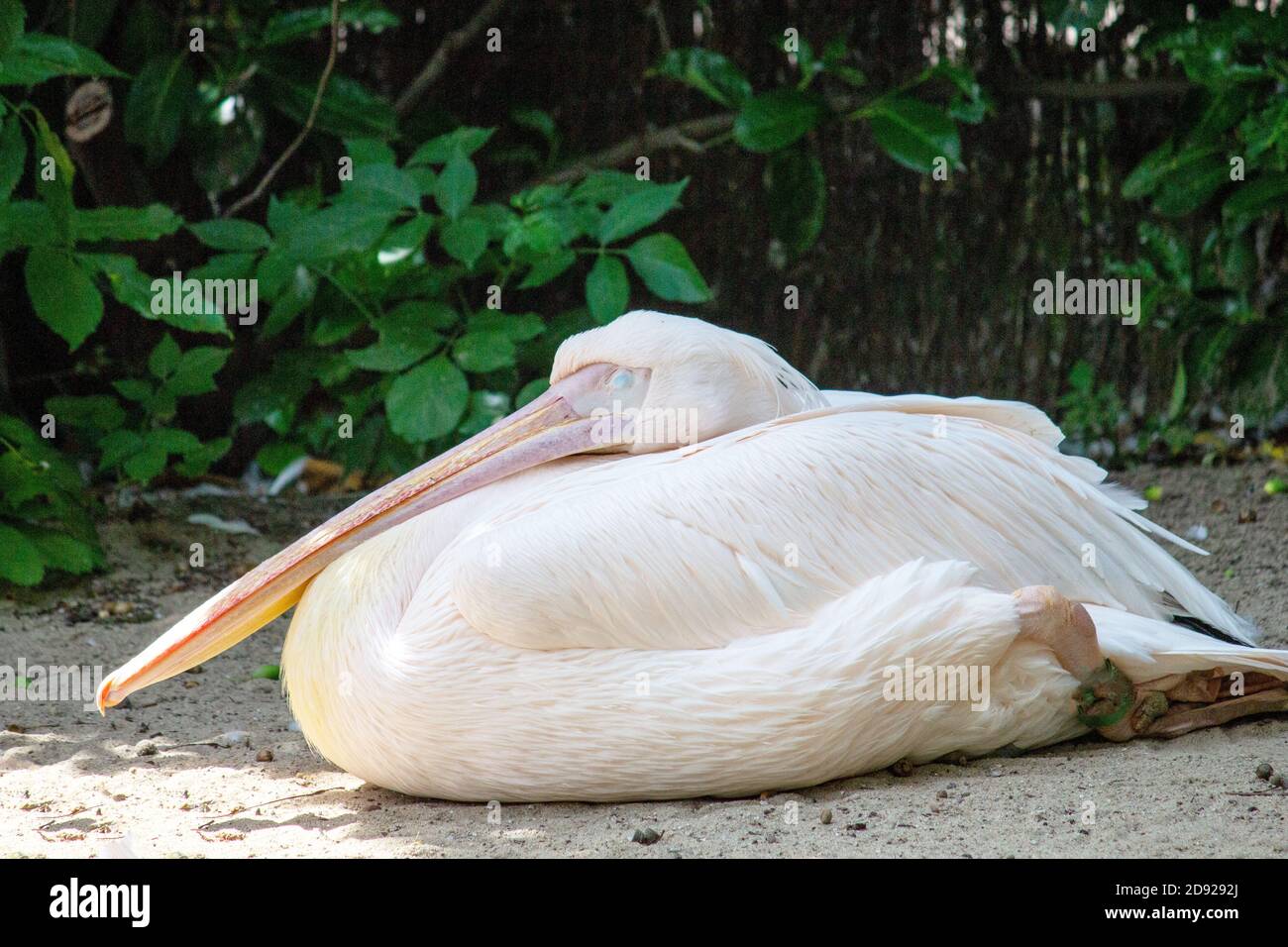 Vista laterale da un pellicano australiano sdraiato sulla spiaggia, il Pelecanus cospicillatus Foto Stock