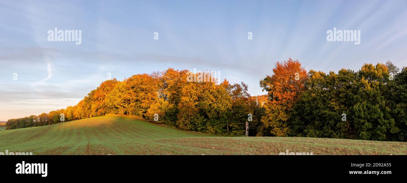 Panorama di un campo verde con una foresta d'autunno in lo sfondo Foto Stock