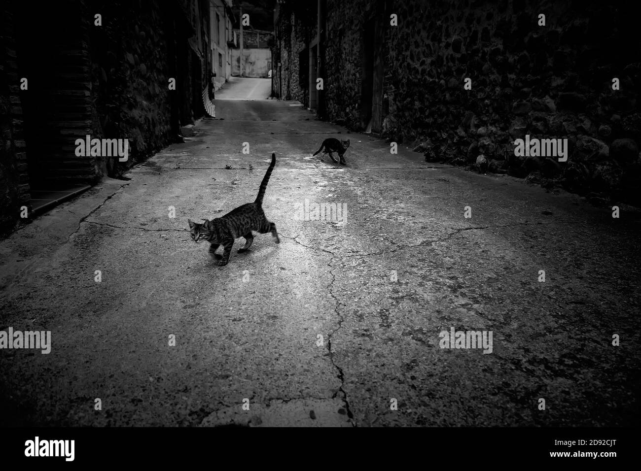 Gatti abbandonati per strada, abuso di animale e di solitudine Foto Stock