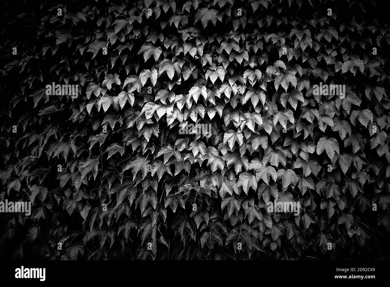 Sfondo di foglie naturali nella foresta, ambiente e natura Foto Stock