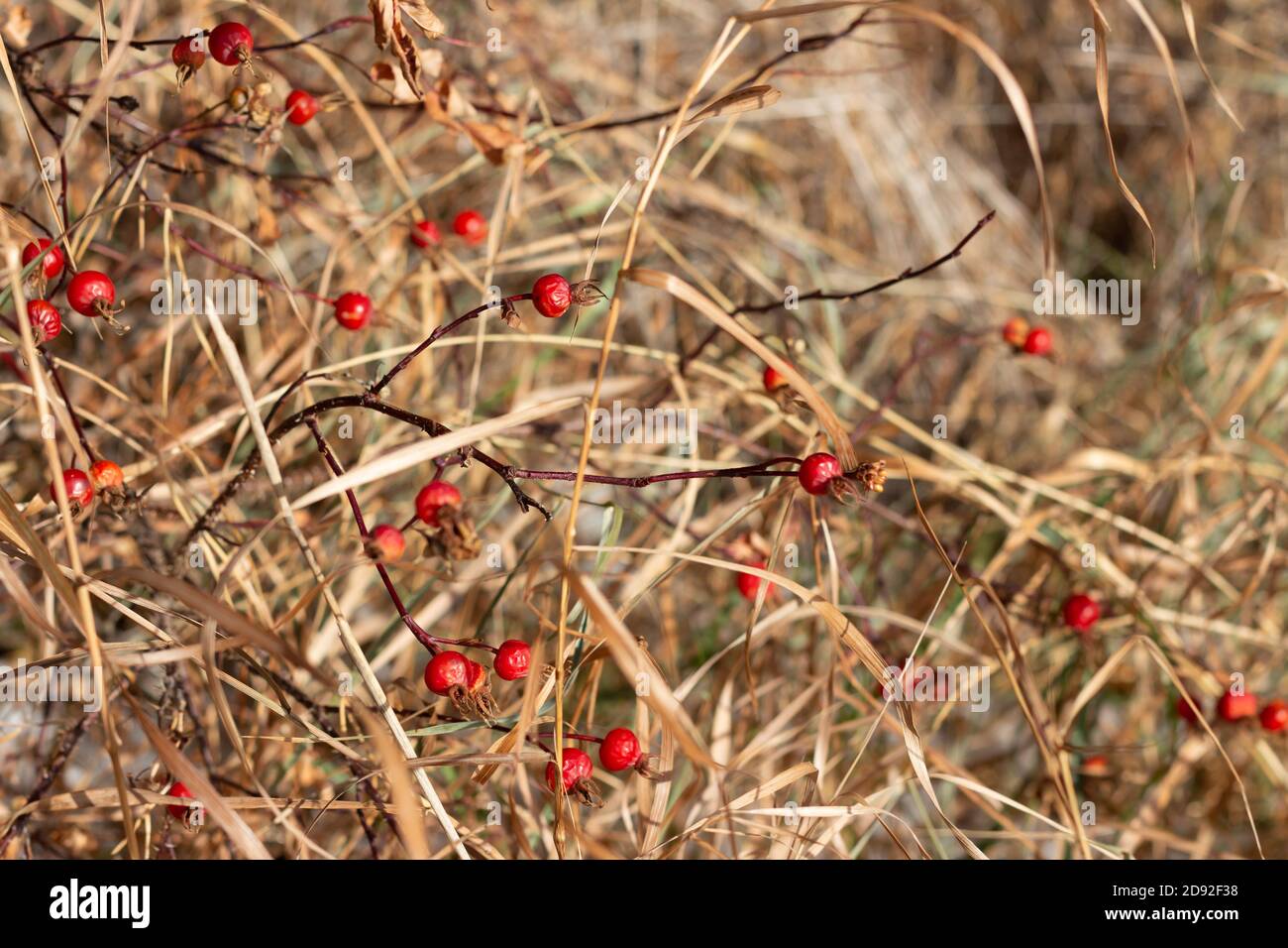 Bacche di rosa dell'anca in erbe di prateria sul ramo spinoso in autunno Foto Stock