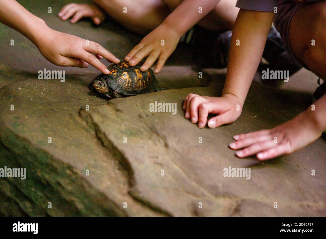 primo piano di bambini che si avvicinano a un piccolo box per animali domestici tartaruga su una roccia Foto Stock