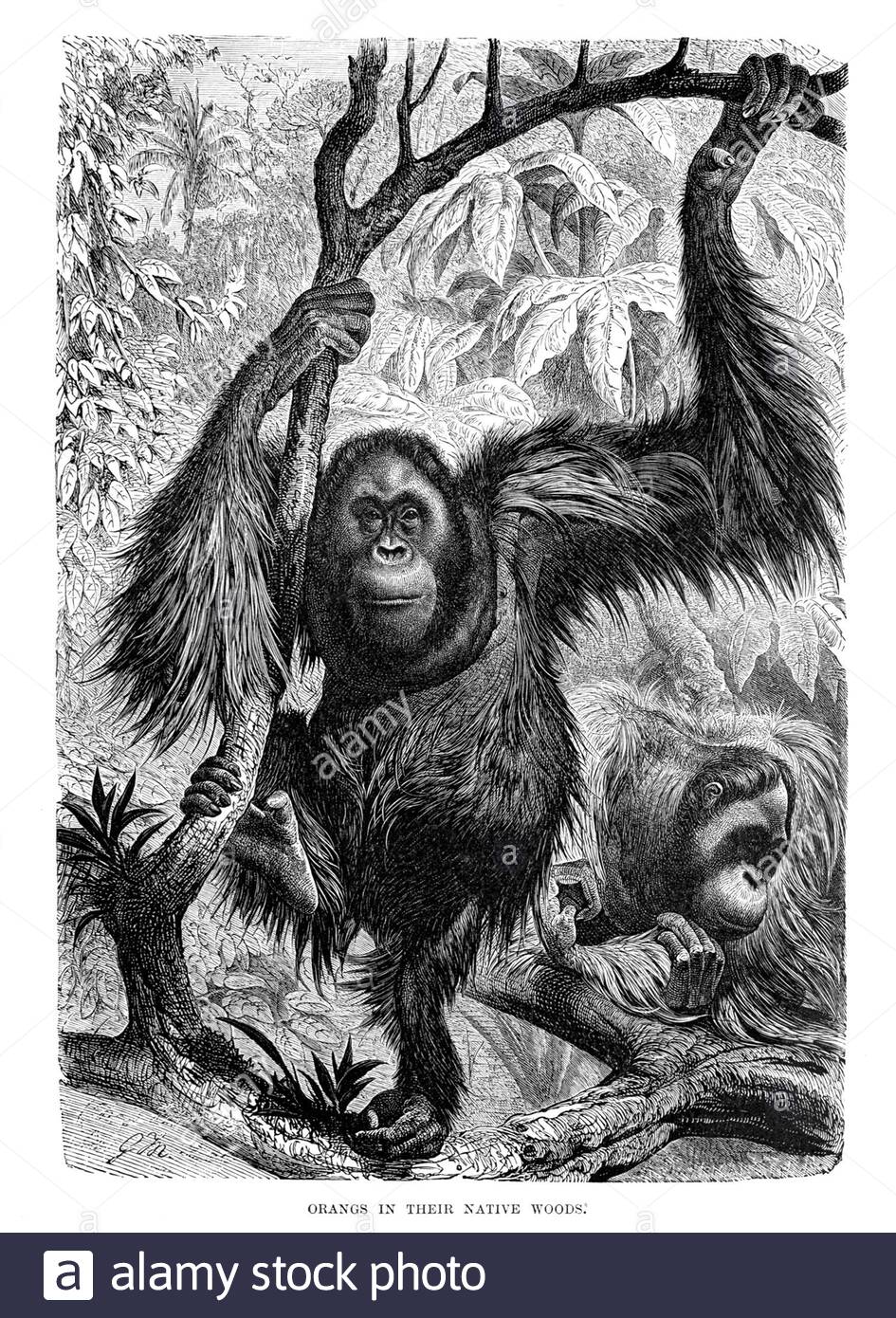 Orangutan, illustrazione d'annata del 1893 Foto Stock