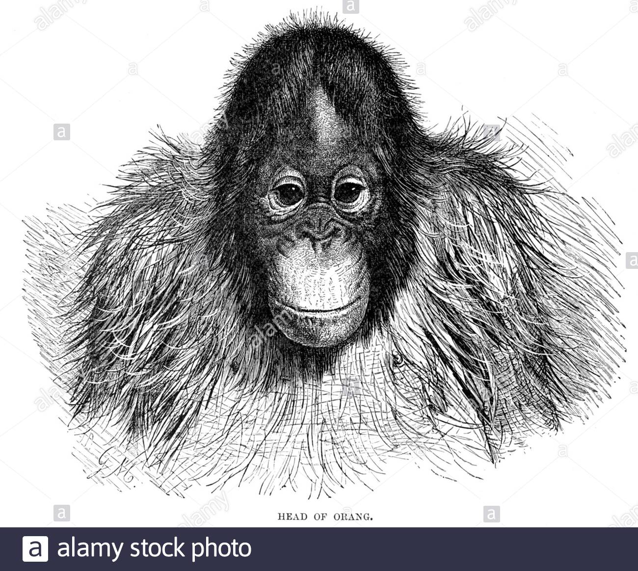 Orangutan, illustrazione d'annata del 1893 Foto Stock