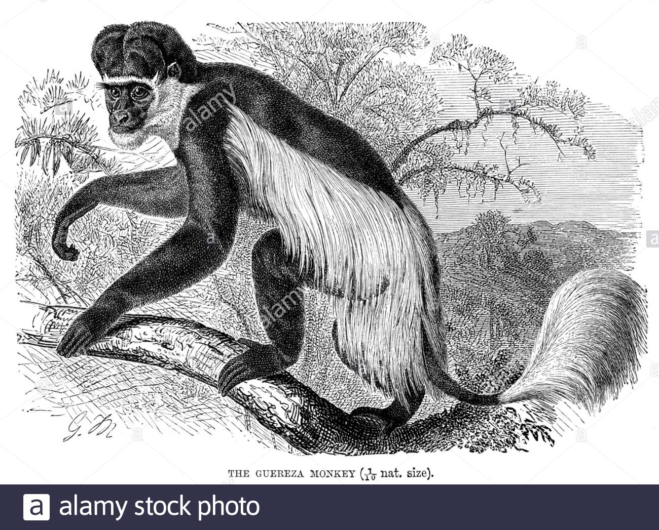 Guereza Monkey (Guereza manlata), illustrazione d'epoca del 1893 Foto Stock
