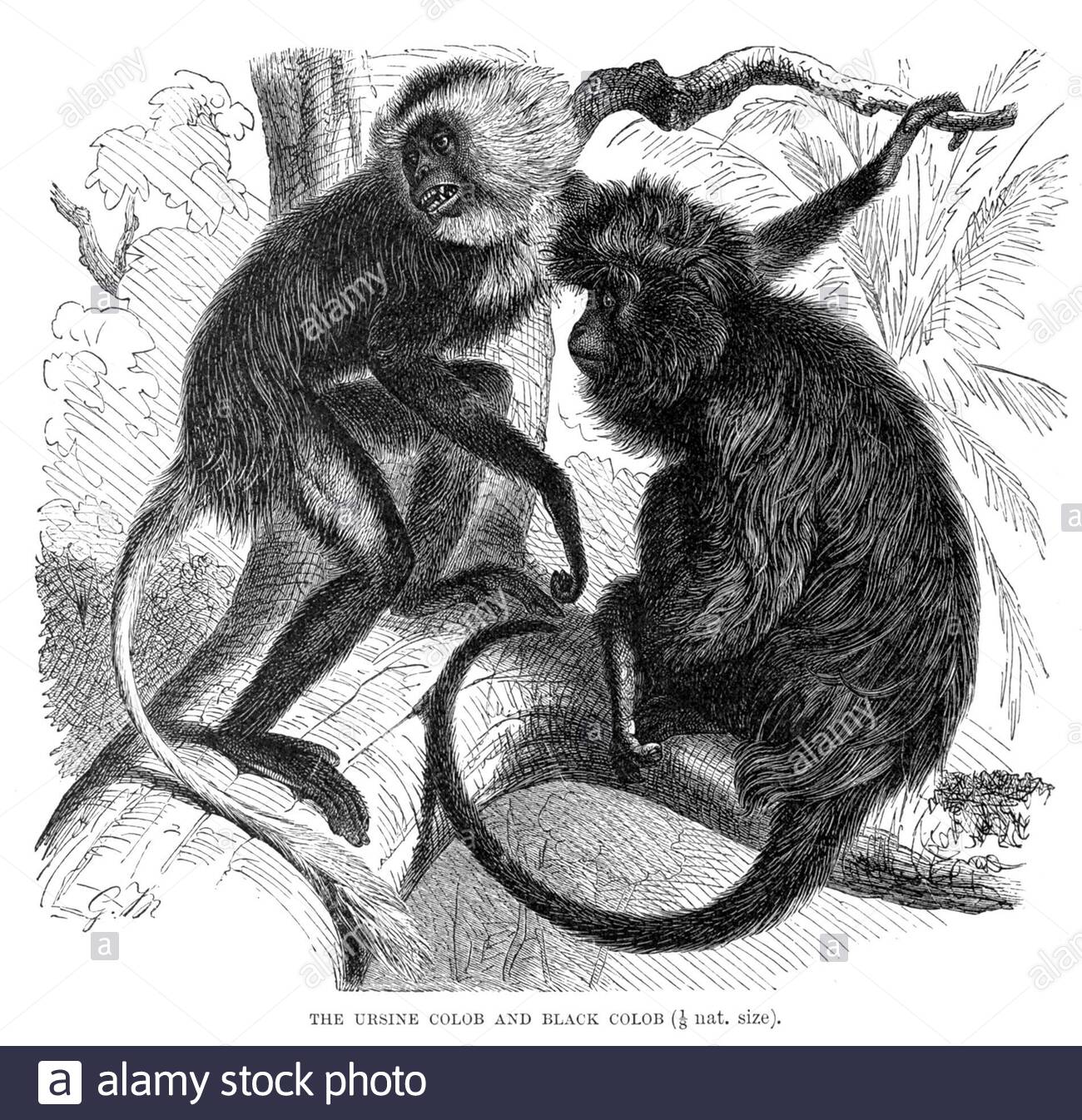 Ursine Colob e Black Colob, illustrazione vintage del 1893 Foto Stock
