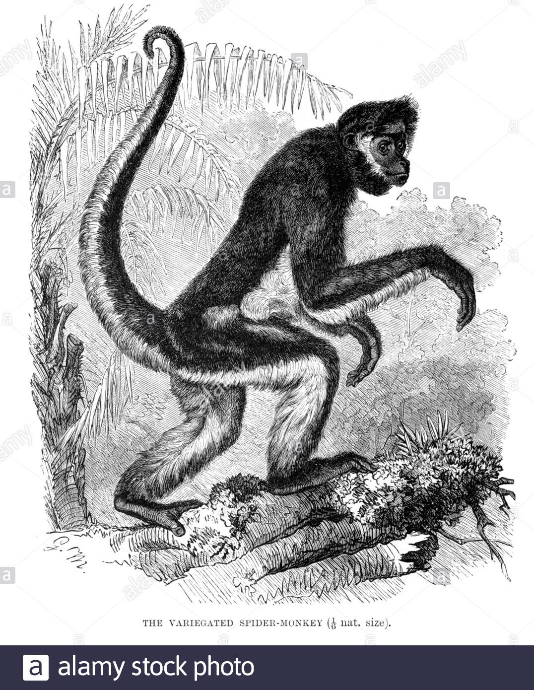 Scimmia dello Spider variegata (Brown Spider Monkey), illustrazione d'epoca del 1893 Foto Stock