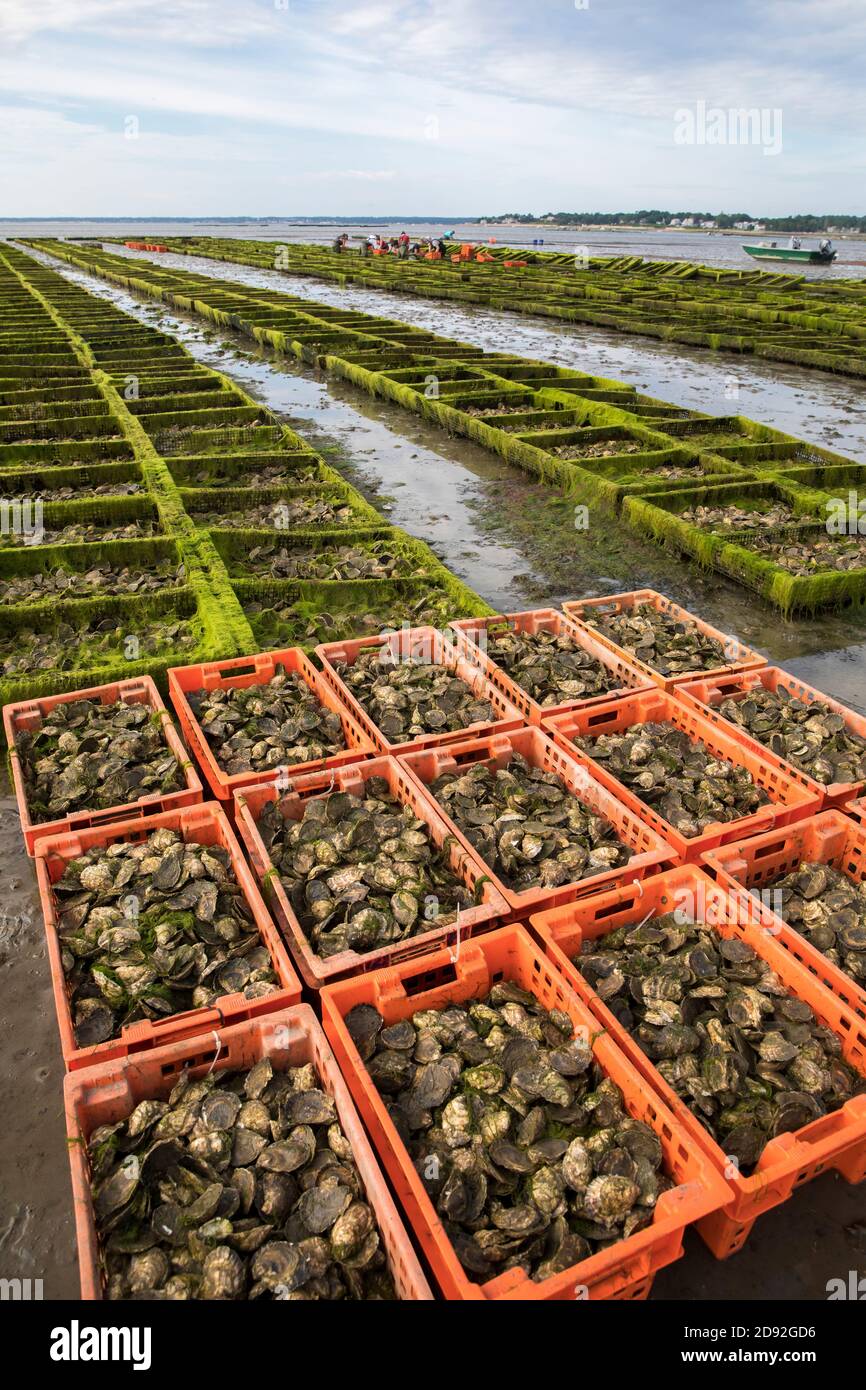 oyster fattoria scena con casse e gabbie di ostriche Foto Stock