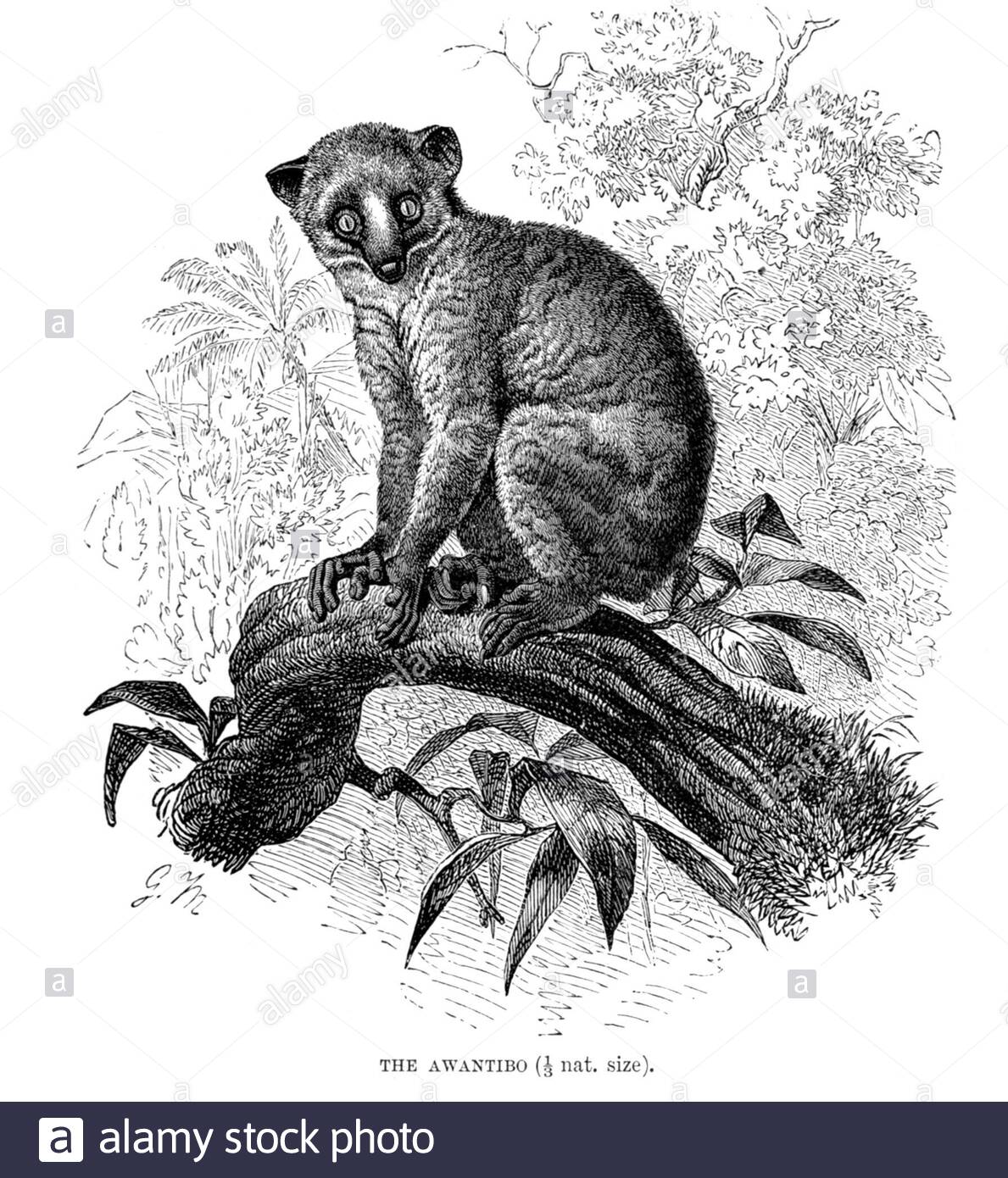 Awantibo, illustrazione vintage del 1893 Foto Stock