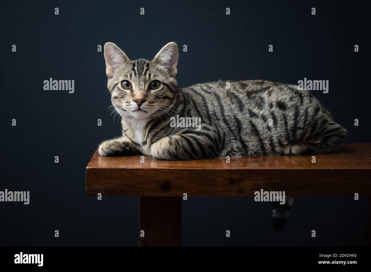 Gatto Shorthair domestico che giace sul banco contro sfondo nero Foto Stock