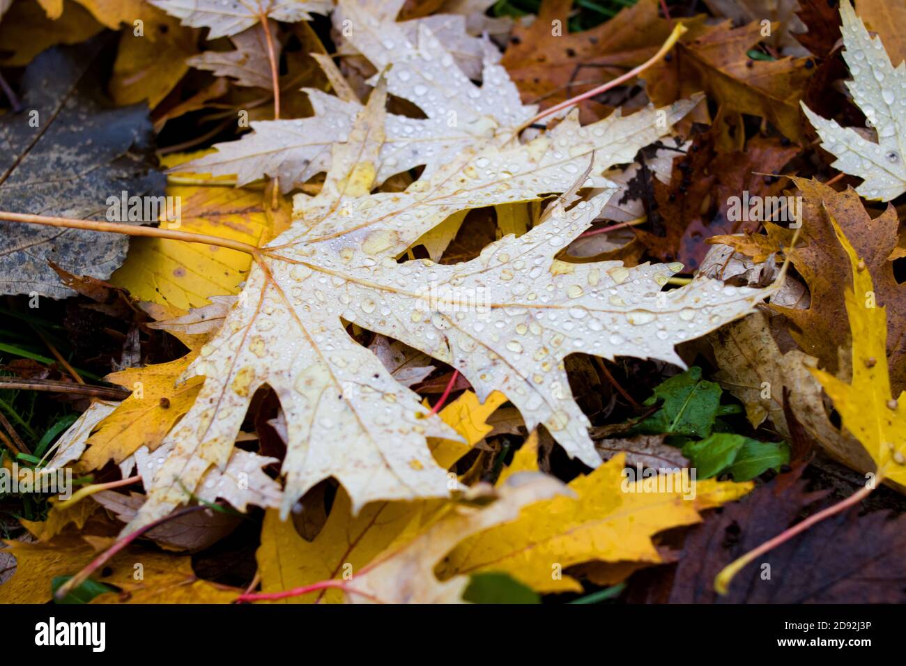 Foglie di autunno gialle con gocce di pioggia su erba verde Foto Stock
