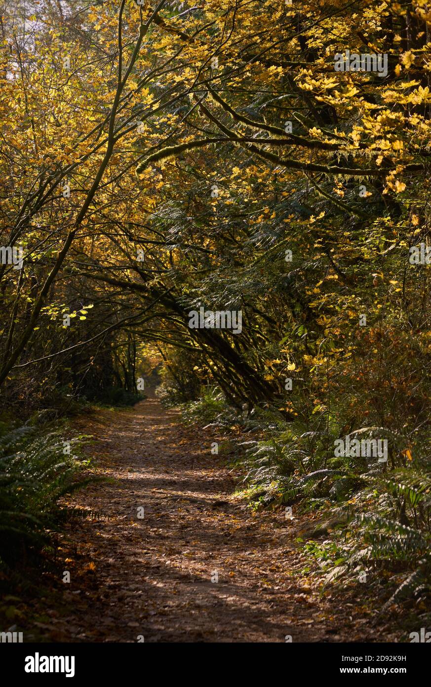 Sentiero del Parco Regionale Campbell Valley. Un sentiero forestale attraverso Campbell Valley Regional Park a Langley, British Columbia. Foto Stock