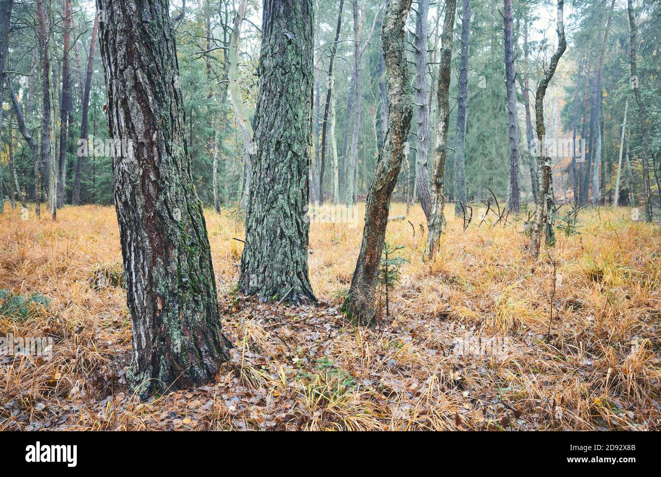 Foresta autunnale in mattinata piovosa e foggosa. Foto Stock