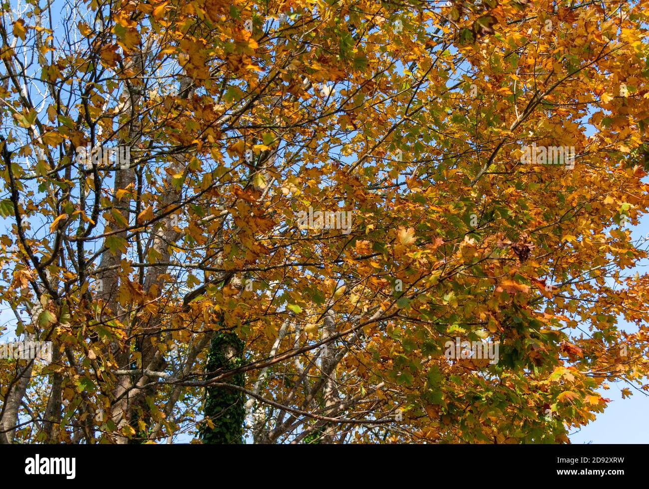 Albero di Sycamore Acer pseudoplatano in foglia d'autunno Foto Stock