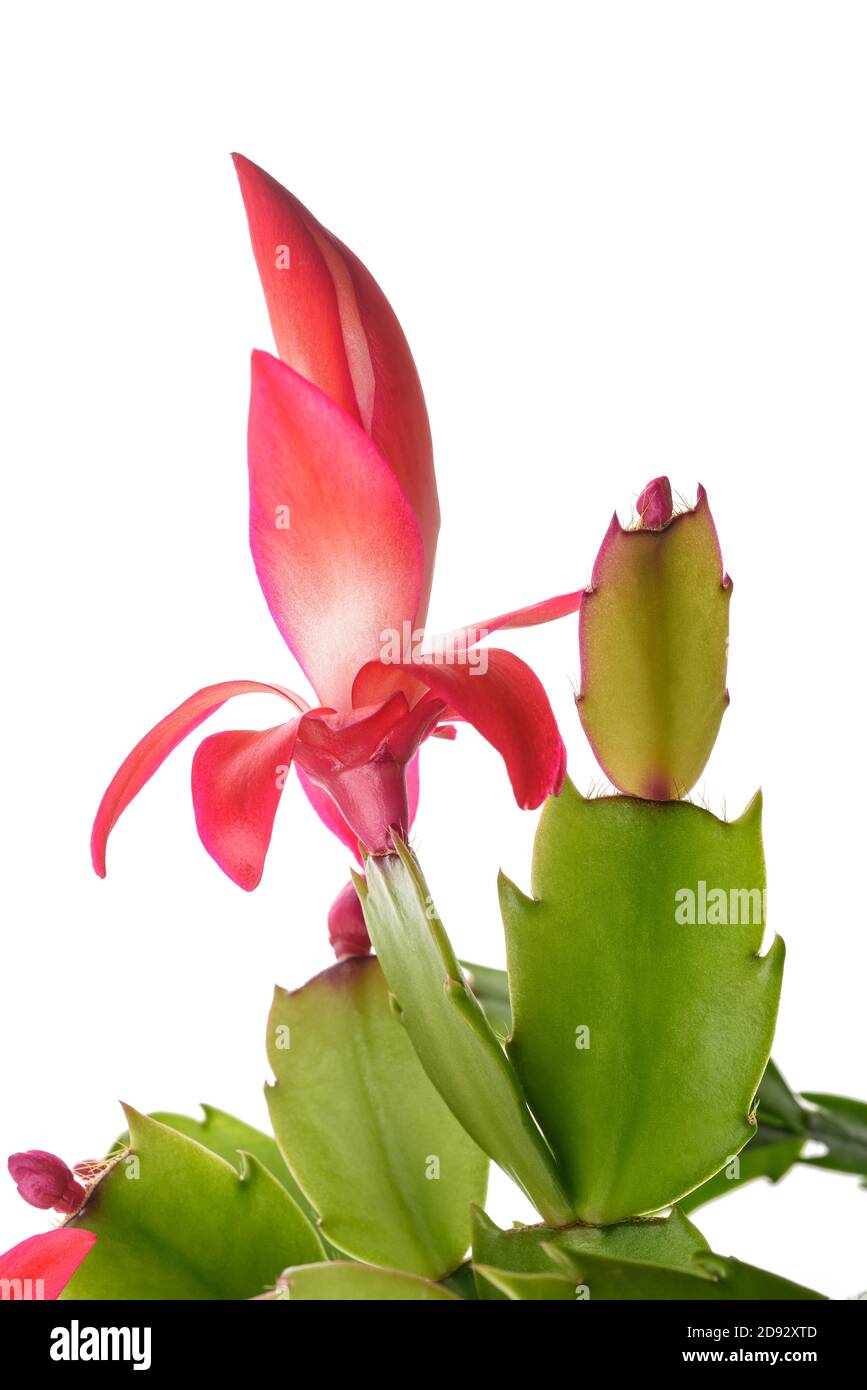 Rosso Natale cactus isolato su sfondo bianco. Foto Stock