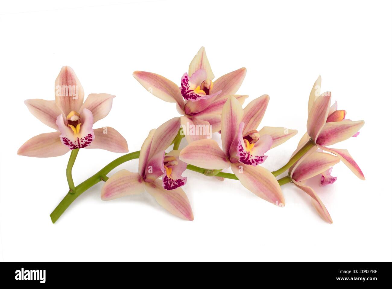 Barca fiori di orchidea isolati su sfondo bianco Foto Stock