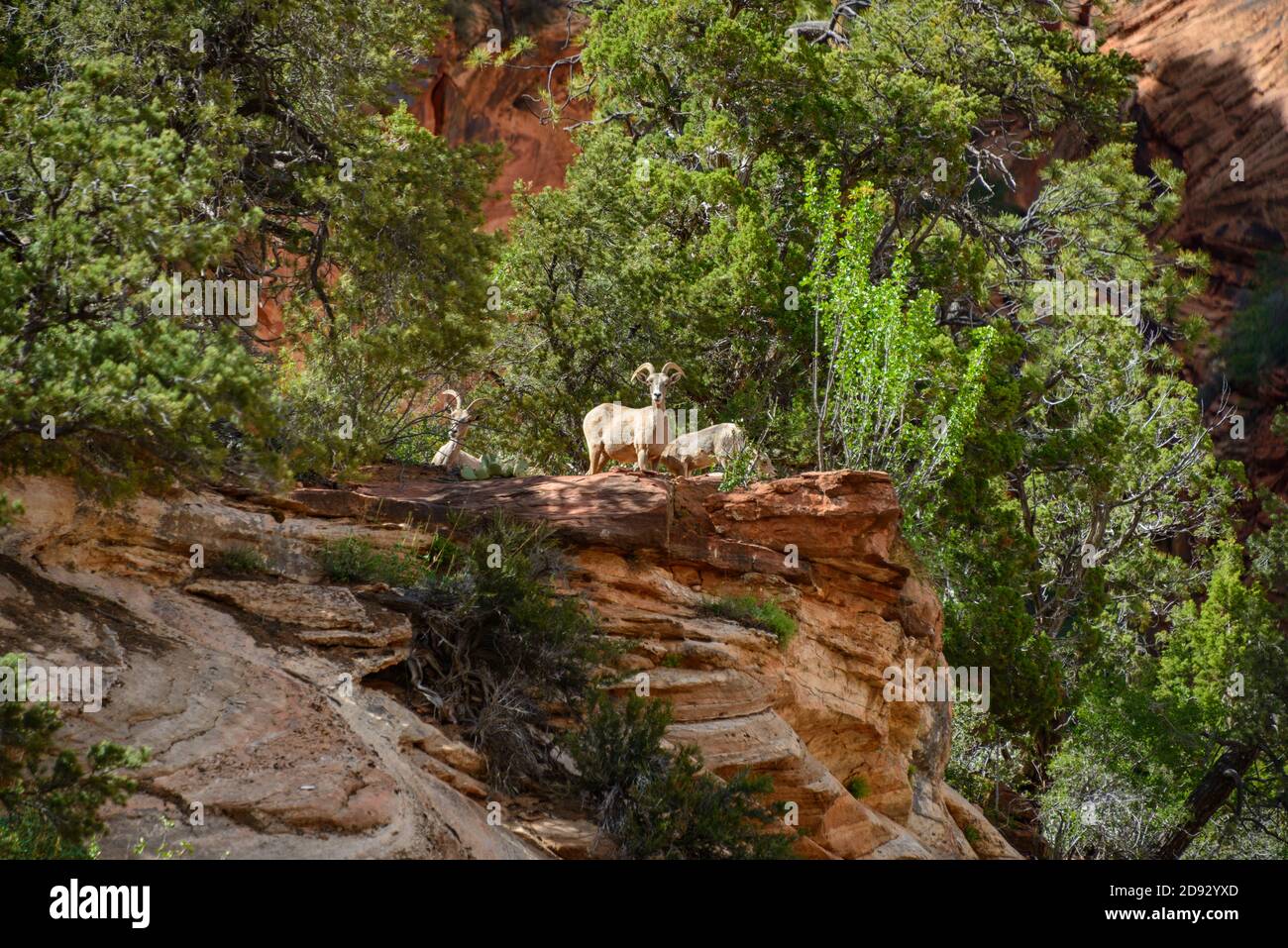 Parco Nazionale di Zion Foto Stock