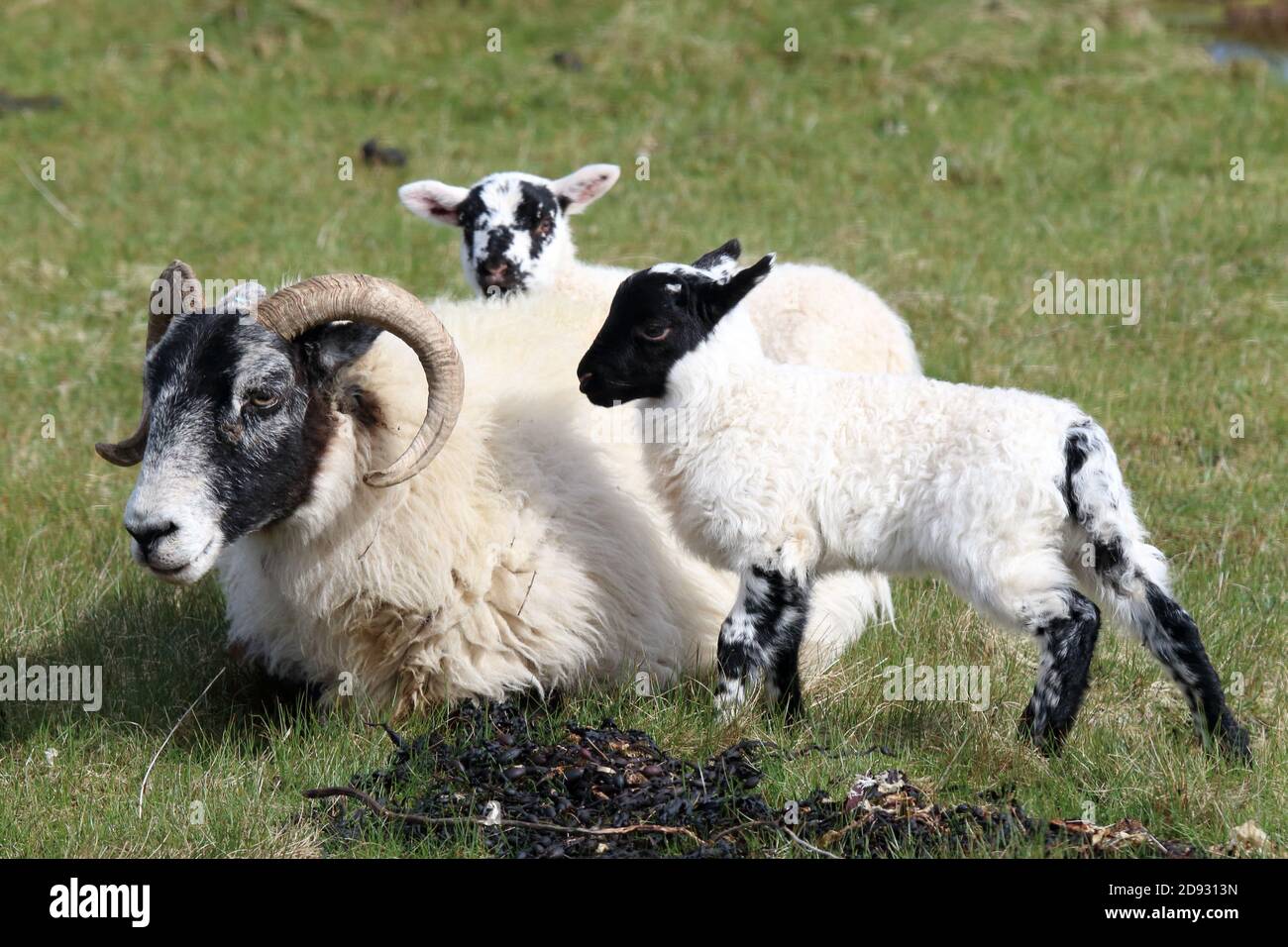 Pecora swaledale con agnelli Foto Stock