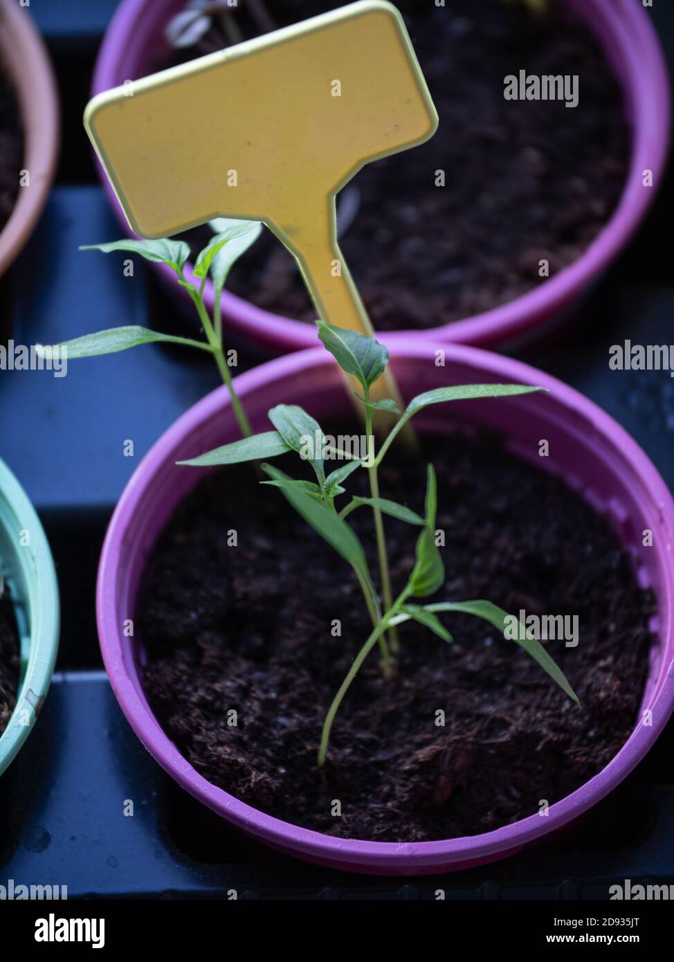 pentole con seedlings. un'etichetta con uno spazio vuoto per il vostro testo è stato bloccato nel terreno. scritte sul tag. piantine sulla finestra. parte 3 Foto Stock