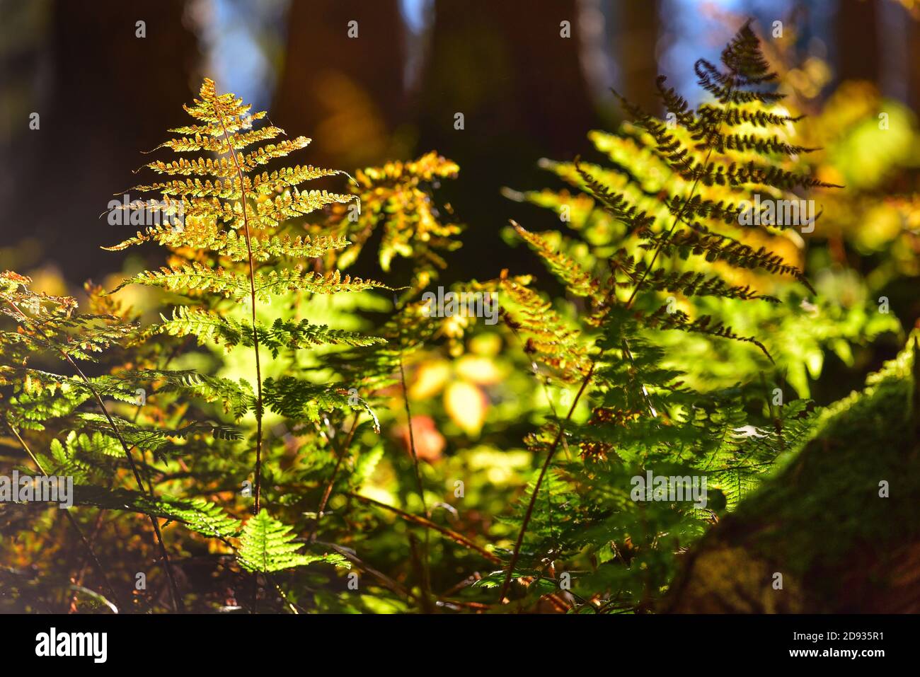 Umore autunnale nella foresta con felce nella retroilluminazione, Svevia, Baviera, Germania, Europa Foto Stock