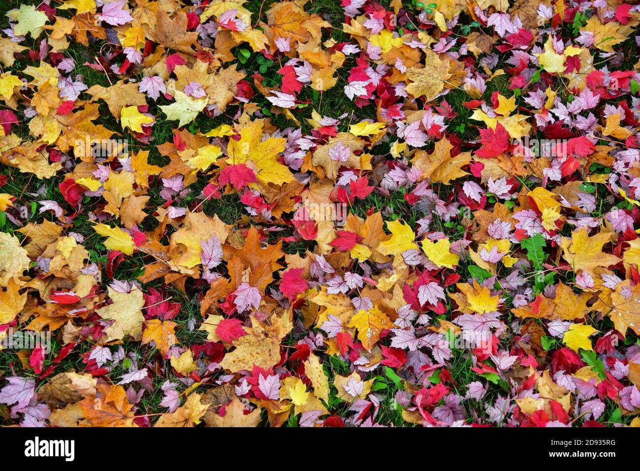 Foglie d'autunno giacciono sul prato, Germania, Europa Foto Stock