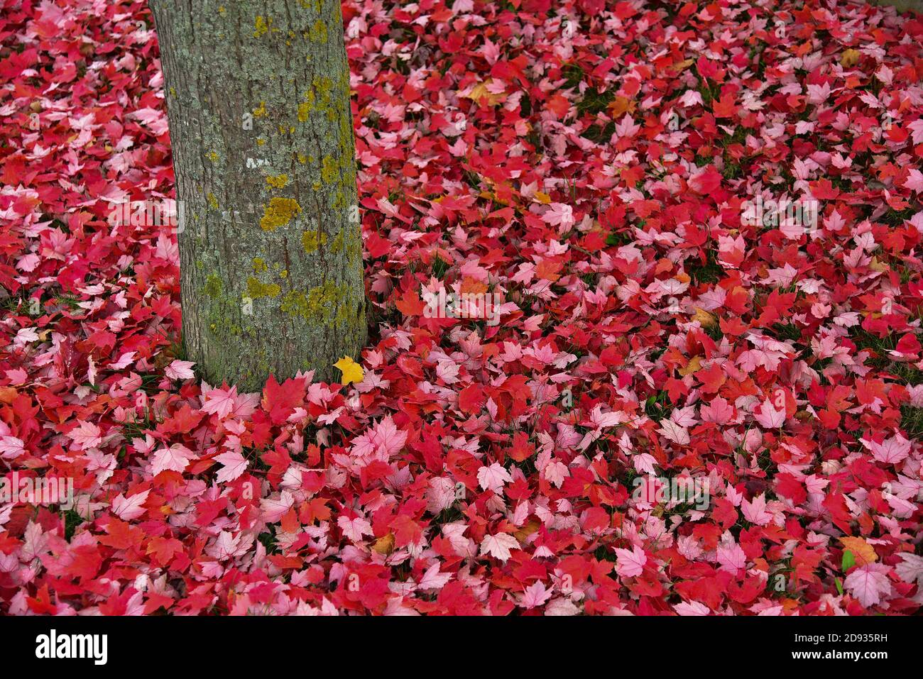 Le foglie rosse dell'autunno giacciono sotto un albero, la Germania, l'Europa Foto Stock