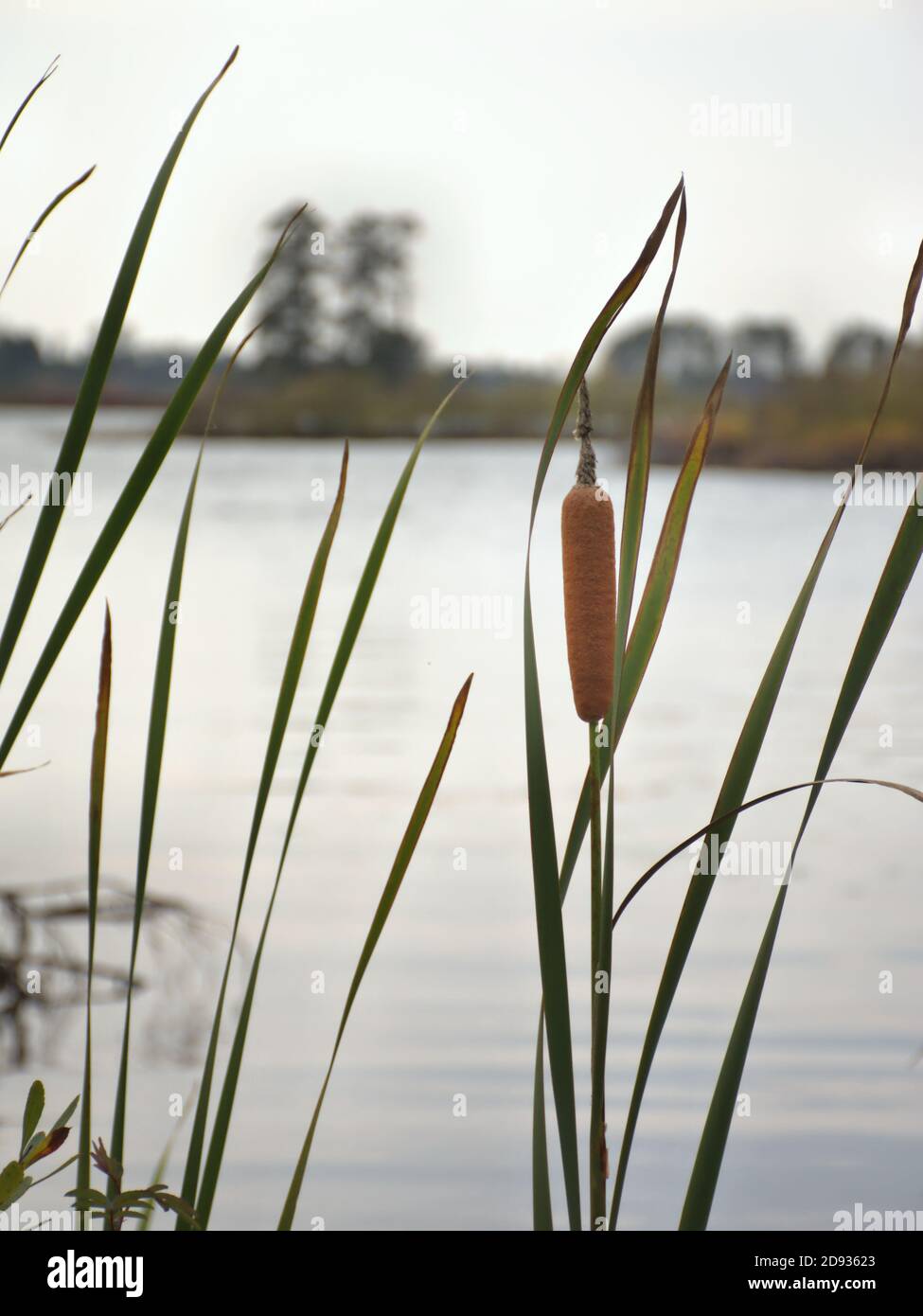 Le canne Cattail sono in forte rilievo su uno sfondo morbido di lakeshore e boschi Foto Stock