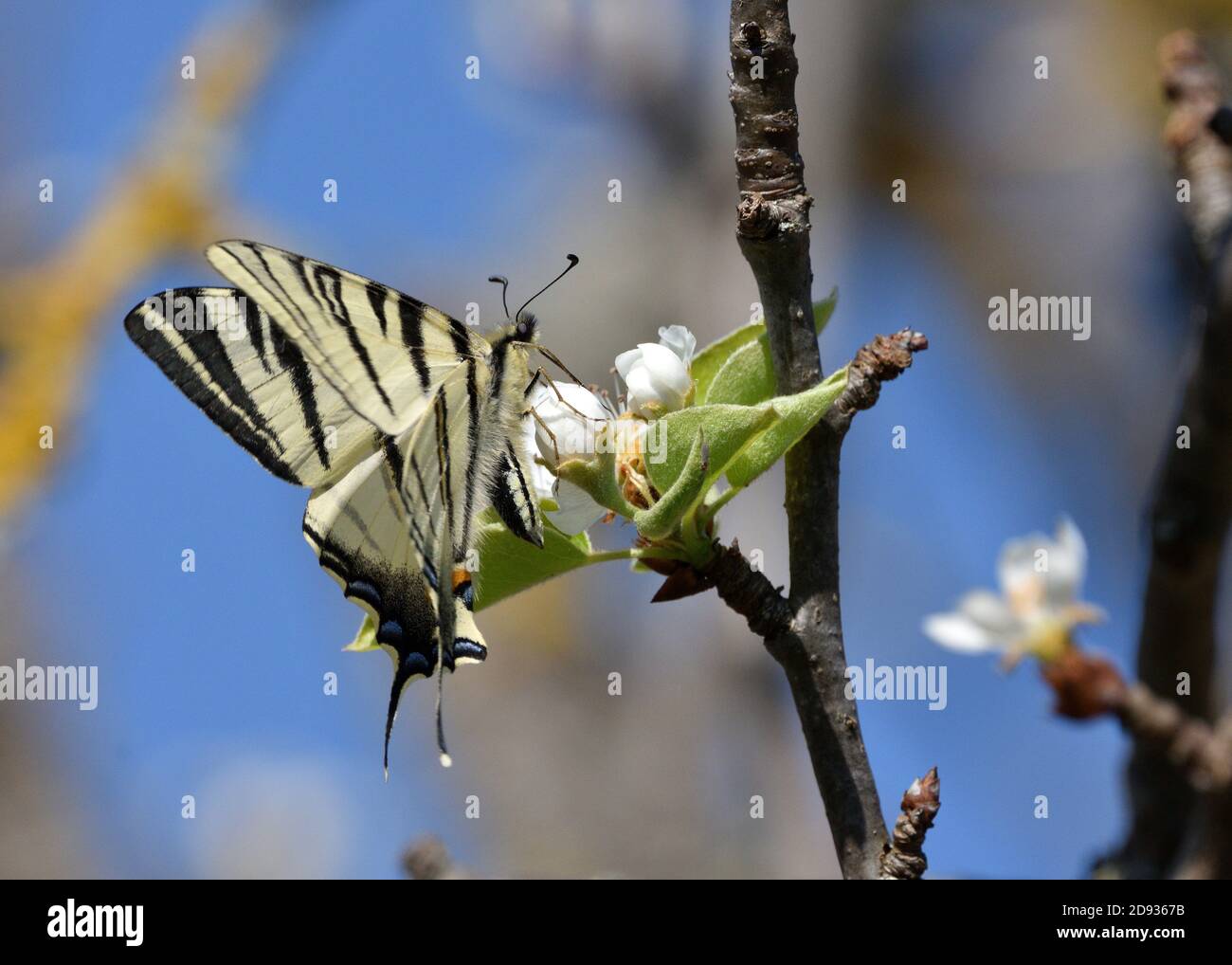 Esemplare isolato di scarpata coda di palude (Iphiclides podalirius) mentre succhia nettare dai fiori di una pianta di pera. Foto Stock