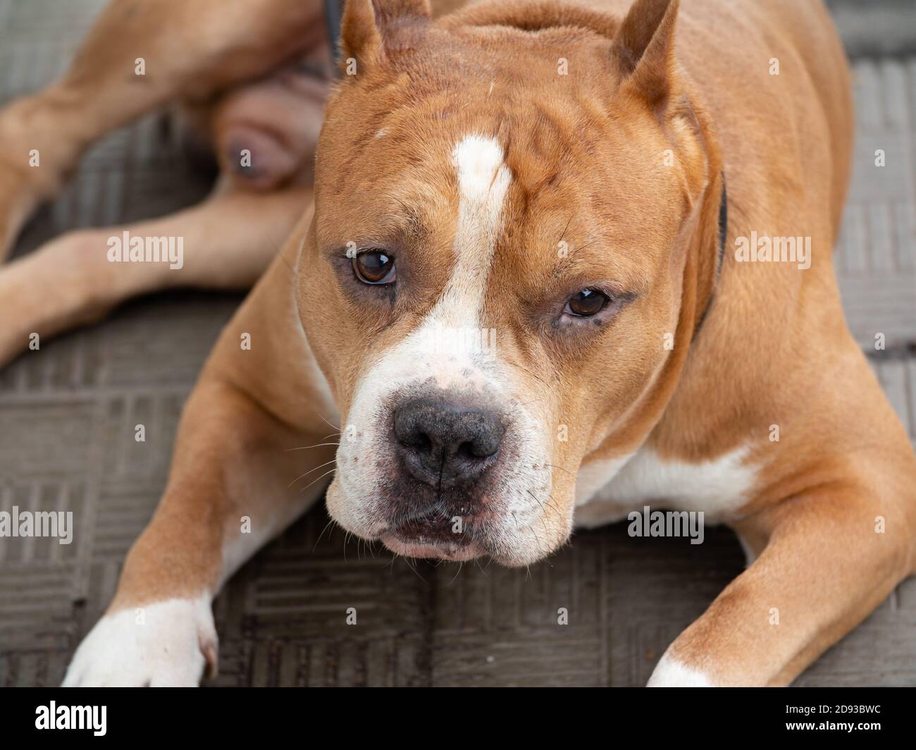 Close-up del bulldog americano. Il cane sta aspettando il relativo proprietario Foto Stock