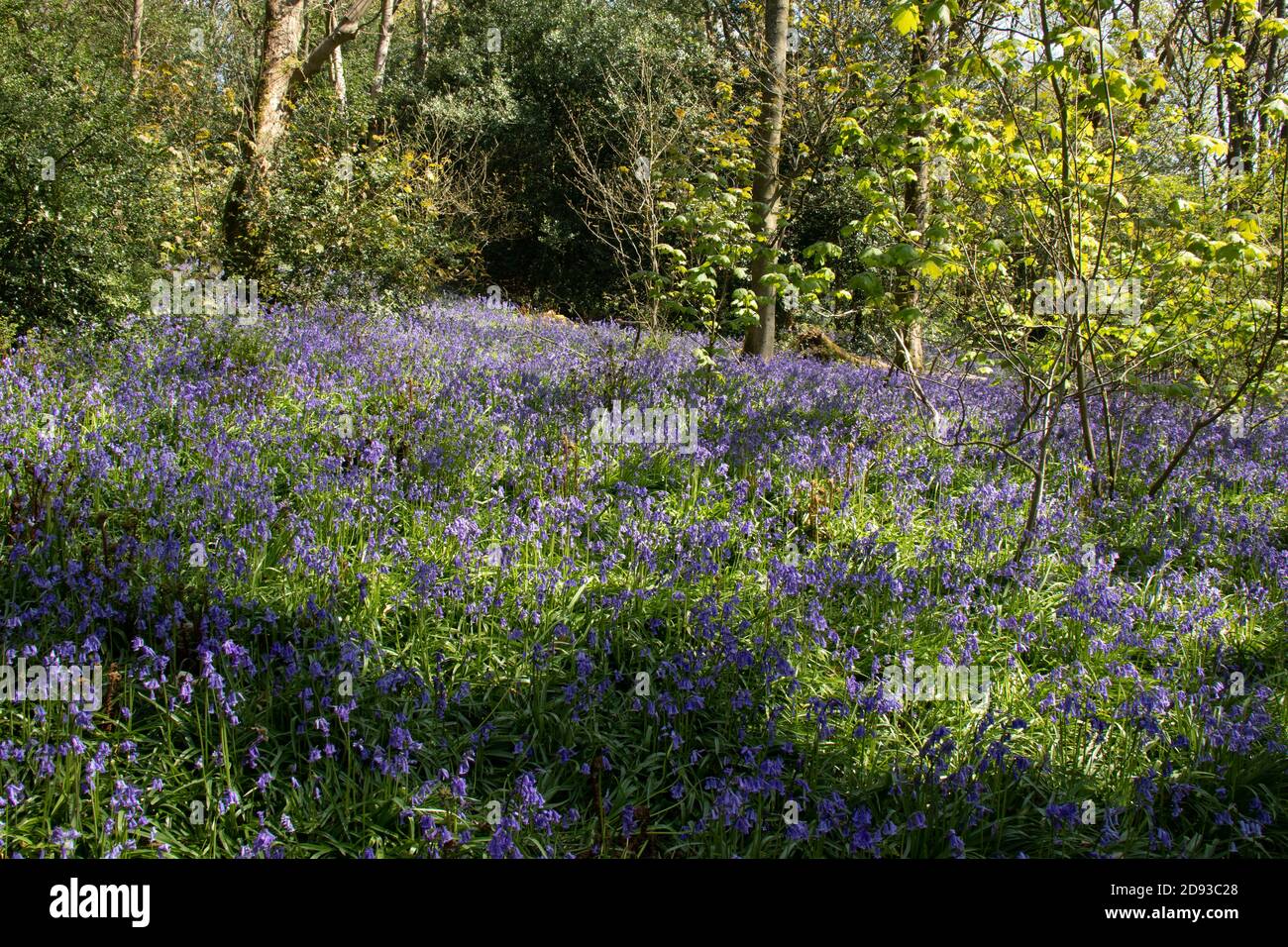 Bluebells a Middleton Woods, Ilkley, Yorkshire Foto Stock