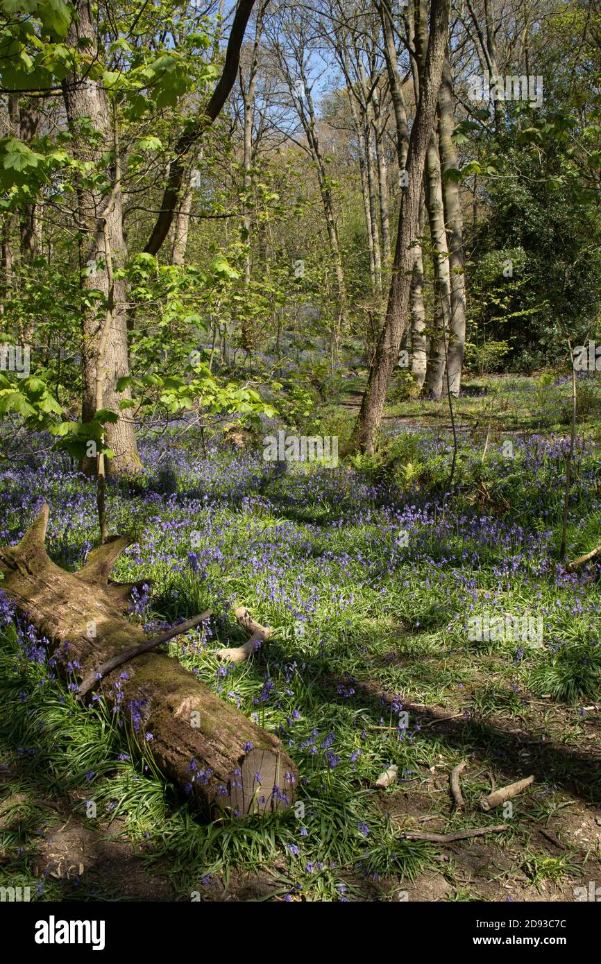 Bluebells a Middleton Woods, Ilkley, Yorkshire Foto Stock