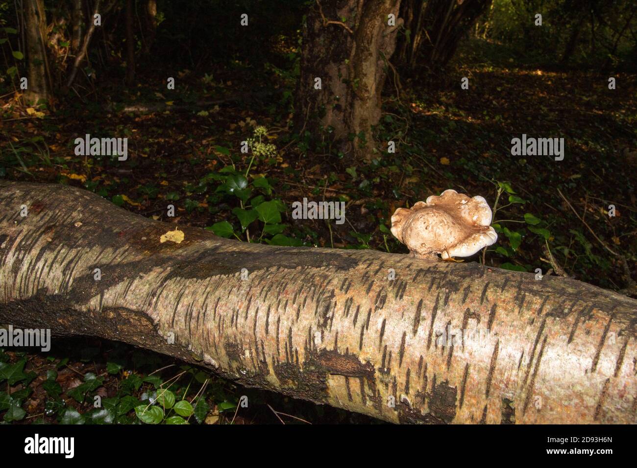 Staffa funghi su tronco di albero caduto in un autunno più ampio orizzontale Foto Stock