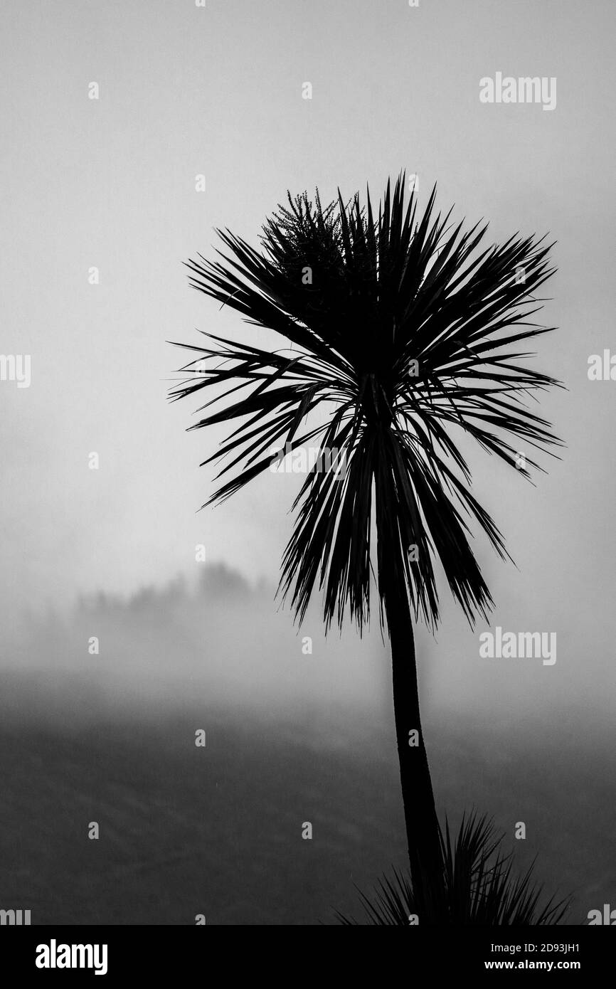 Una palma nera e bianca dalle silhouette soleggiate sulle nebbie colline piovose in Scozia, Regno Unito Foto Stock