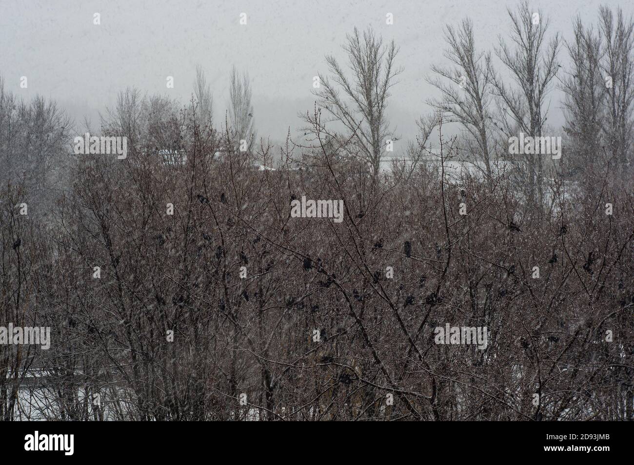 Paesaggio invernale - tempesta di neve, coperta di neve alberi e uccelli neri Foto Stock
