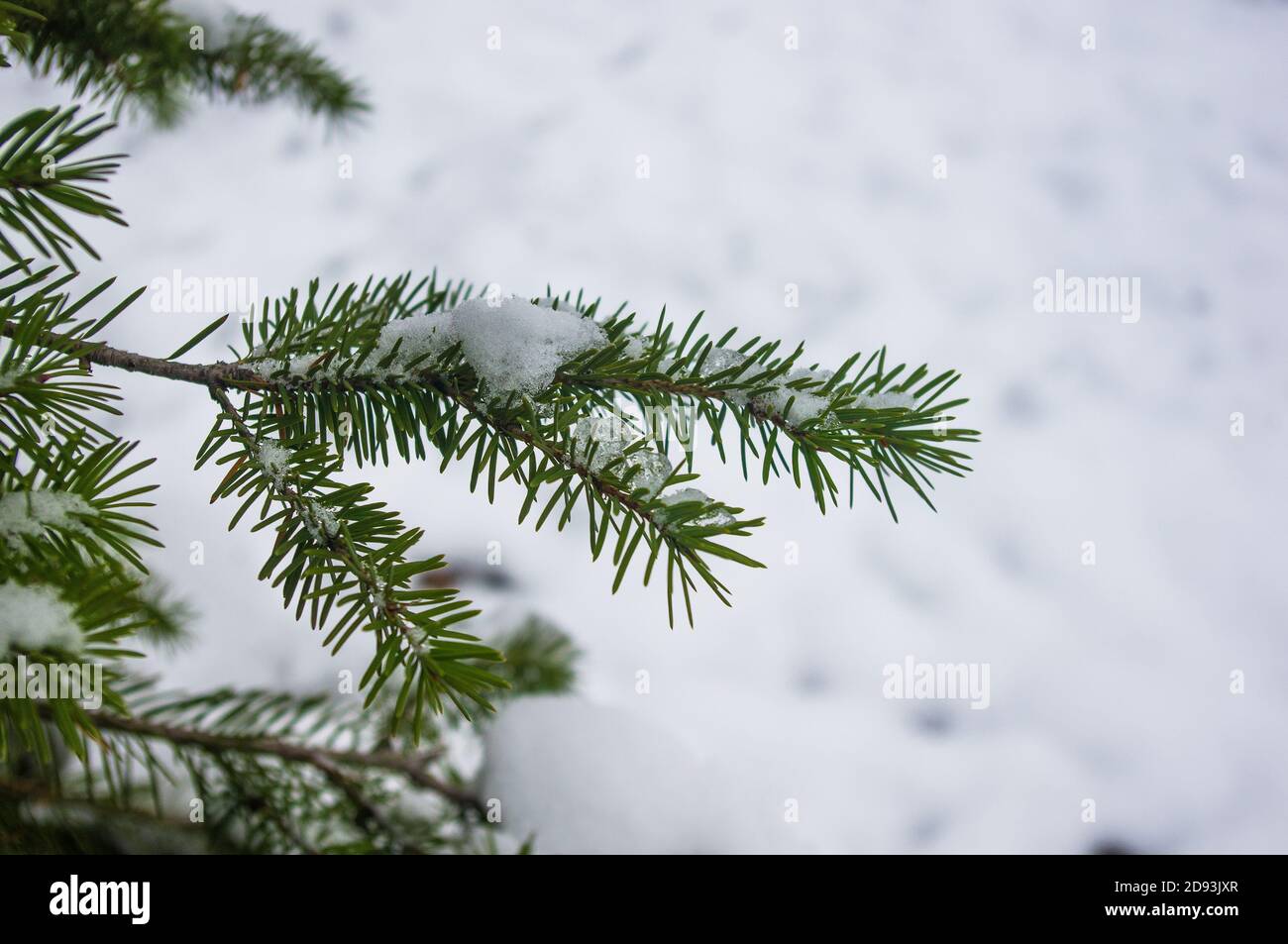 Ramo verde soffice di abete nella neve Foto Stock