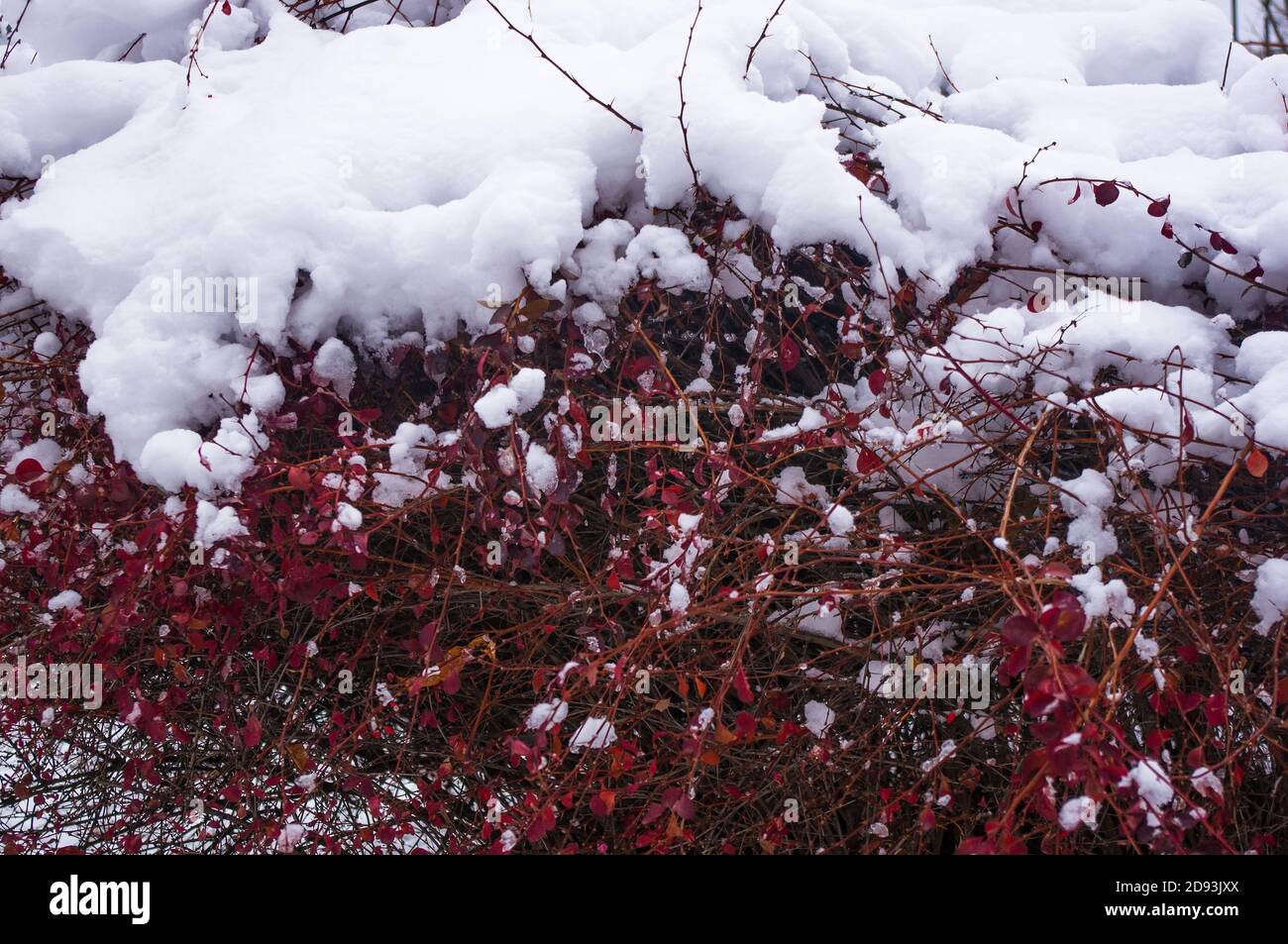 Coperto di neve, grappoli di bacche rosse di un Cotoneaster Horizalis Decne, sfondo invernale. Foto Stock