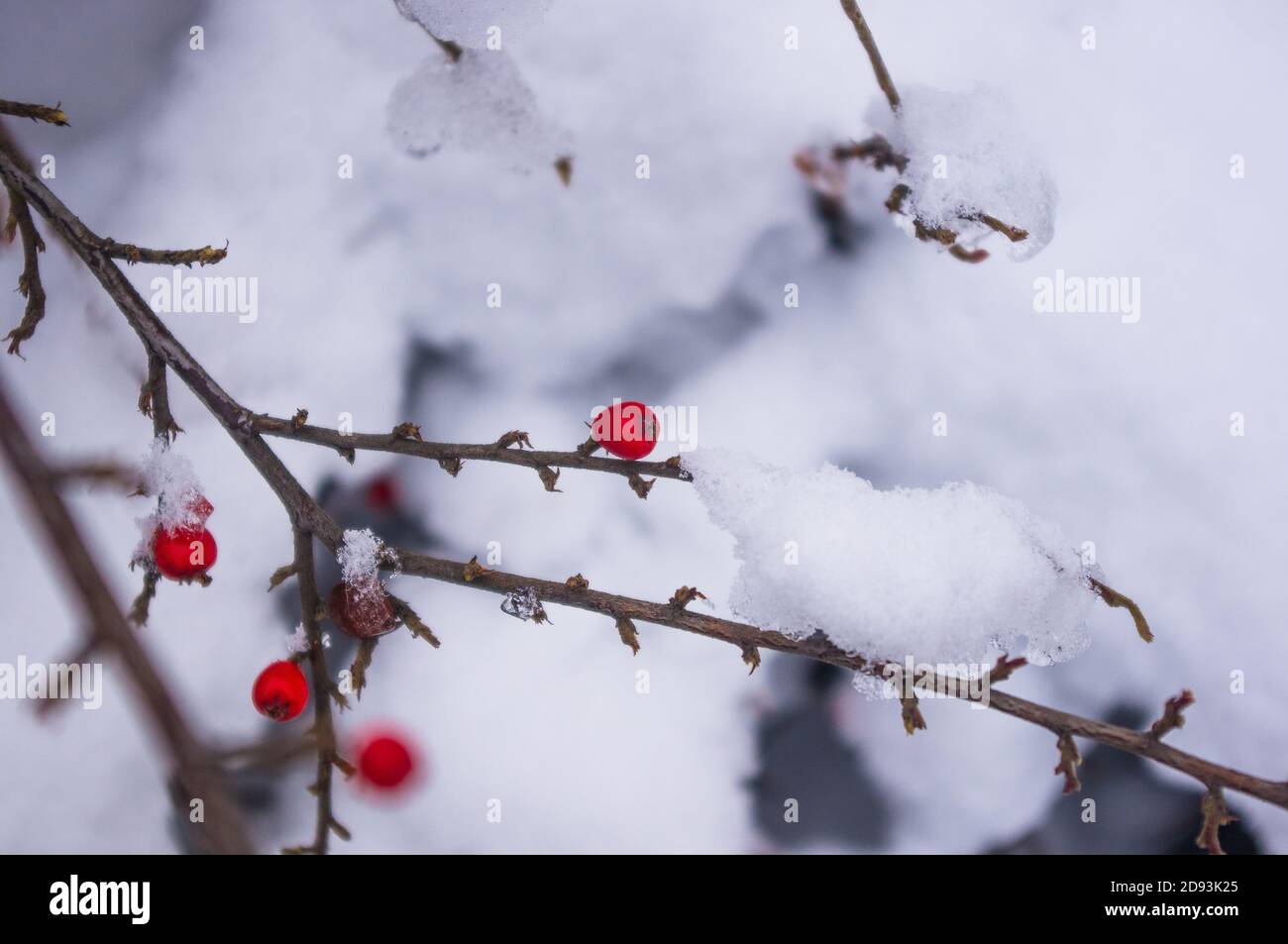 Coperto di neve, grappoli di bacche rosse di un Cotoneaster Horizalis Decne, sfondo invernale. Foto Stock
