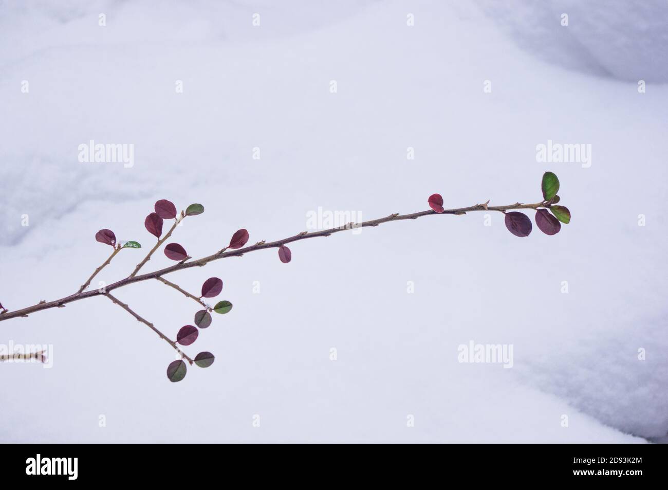Coperto di neve, grappoli di bacche rosse di un Cotoneaster Horizalis Decne, sfondo invernale. Foto Stock